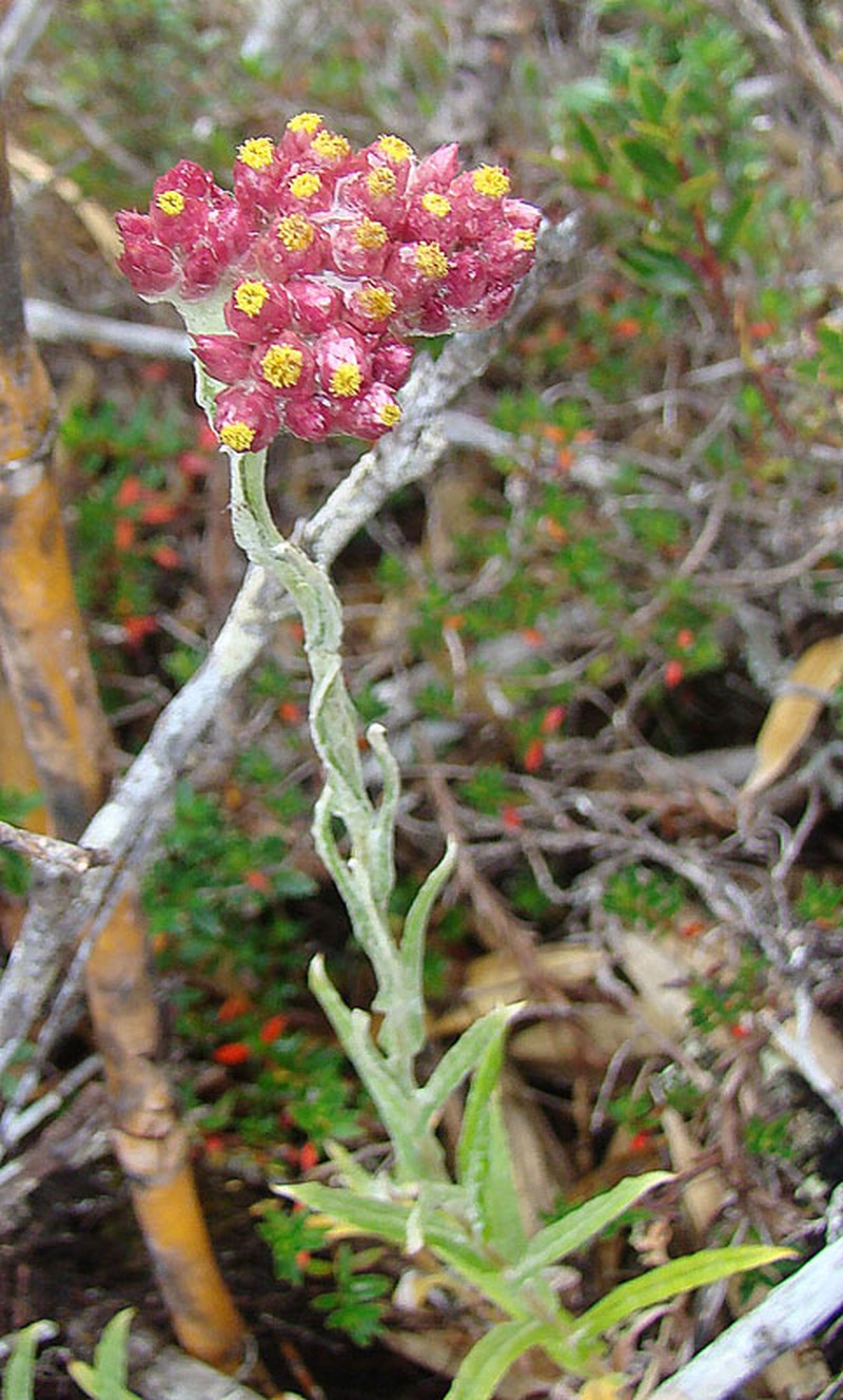 Rosy Cudweed photo 2