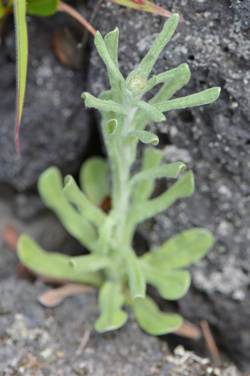 'Ena'Ena photo 7