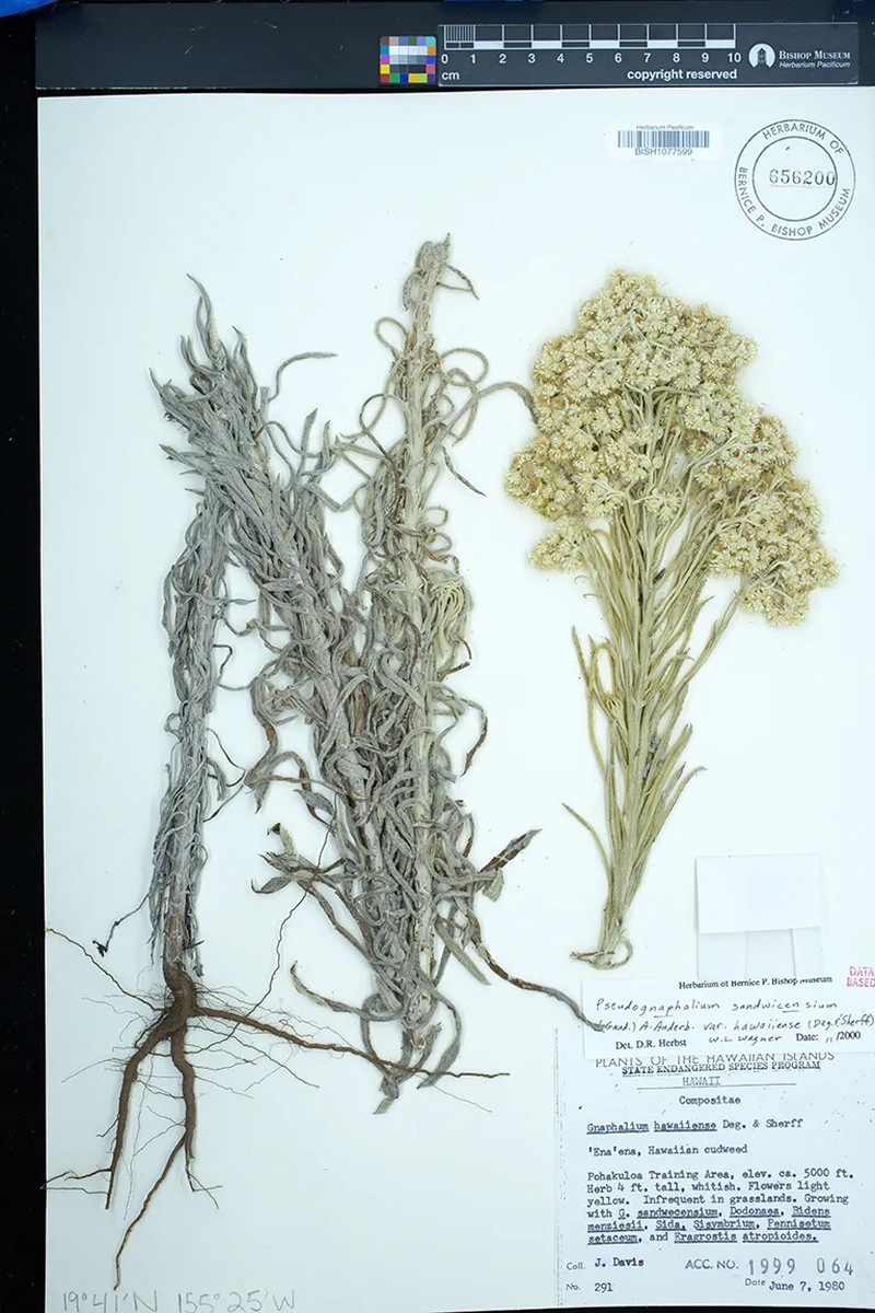 Pseudognaphalium sandwicensium var. hawaiiense