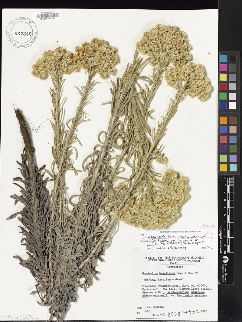 Pseudognaphalium sandwicensium var. hawaiiense photo 2