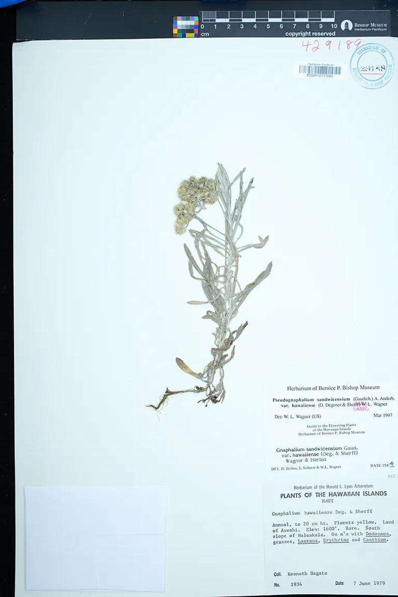 Pseudognaphalium sandwicensium var. hawaiiense photo 3