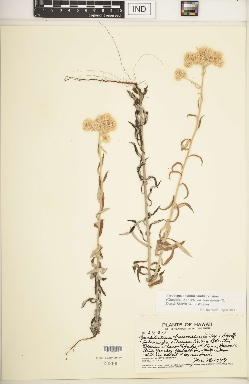 Pseudognaphalium sandwicensium var. hawaiiense photo 4