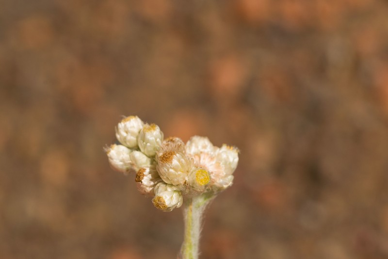 Pseudognaphalium sandwicensium var. kilaueanum