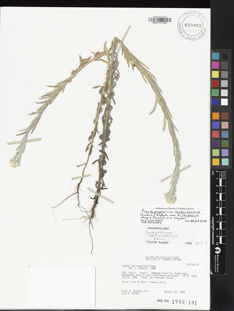 Pseudognaphalium sandwicensium var. kilaueanum photo 2