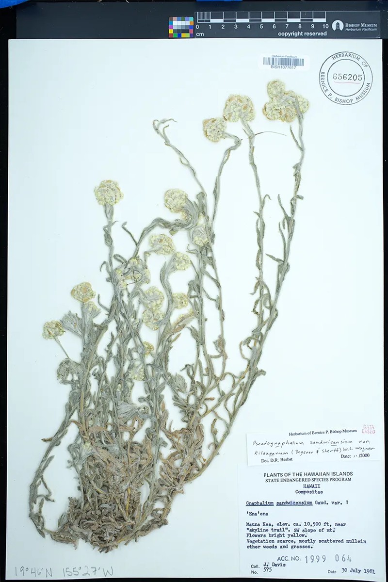 Pseudognaphalium sandwicensium var. kilaueanum photo 3