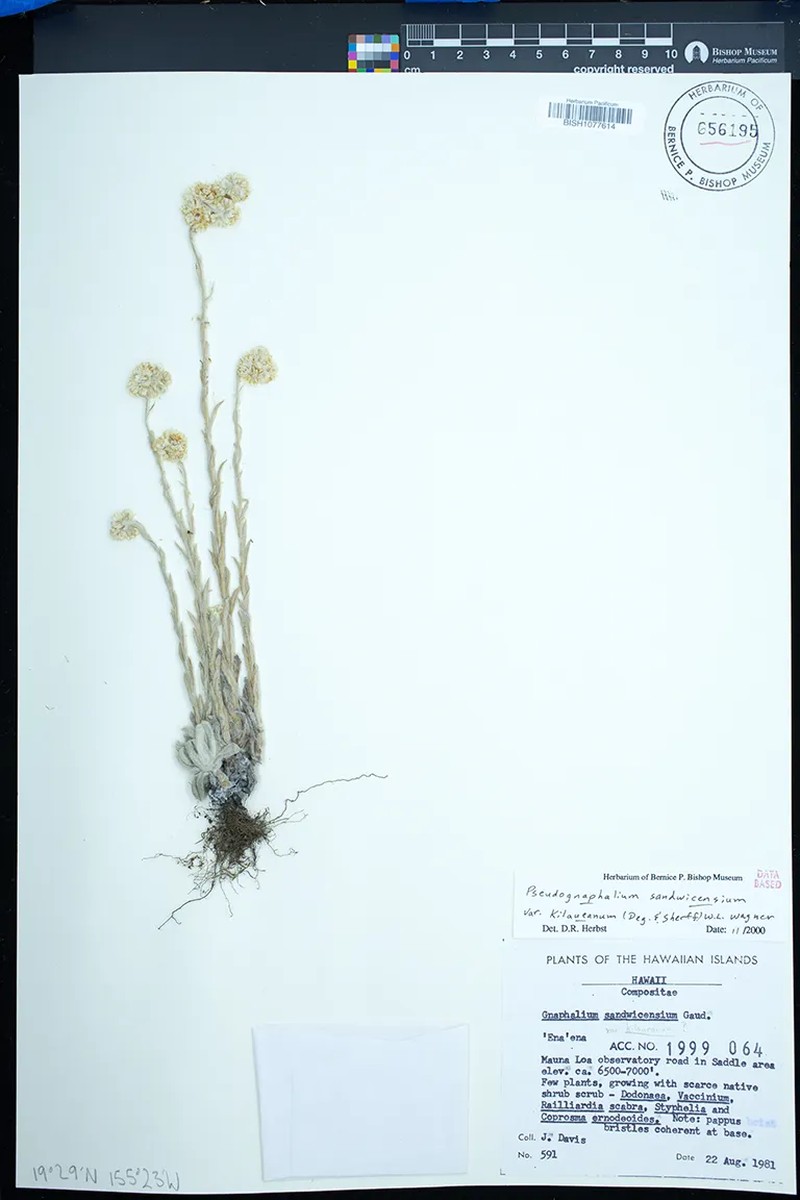 Pseudognaphalium sandwicensium var. kilaueanum photo 4