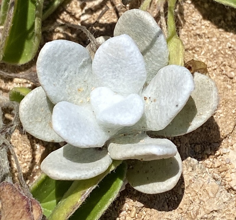 Pseudognaphalium sandwicensium var. molokaiense photo 2