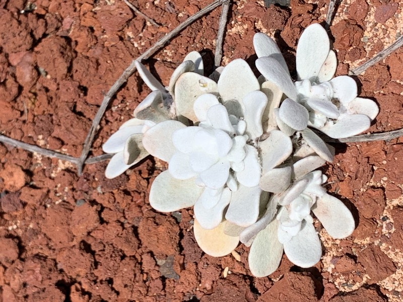 Pseudognaphalium sandwicensium var. molokaiense photo 4