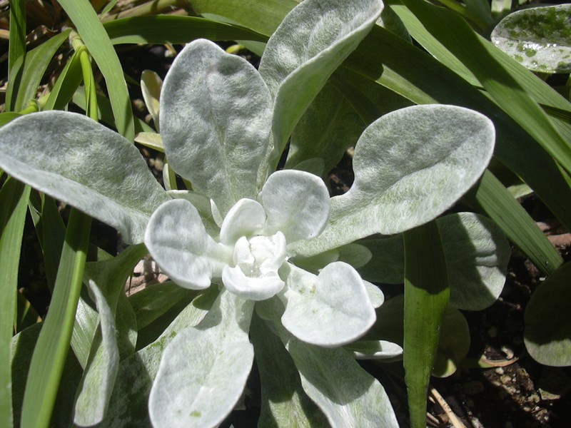 Pseudognaphalium sandwicensium var. molokaiense