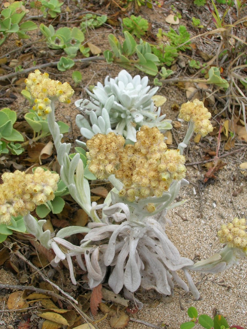 Pseudognaphalium sandwicensium var. molokaiense photo 7