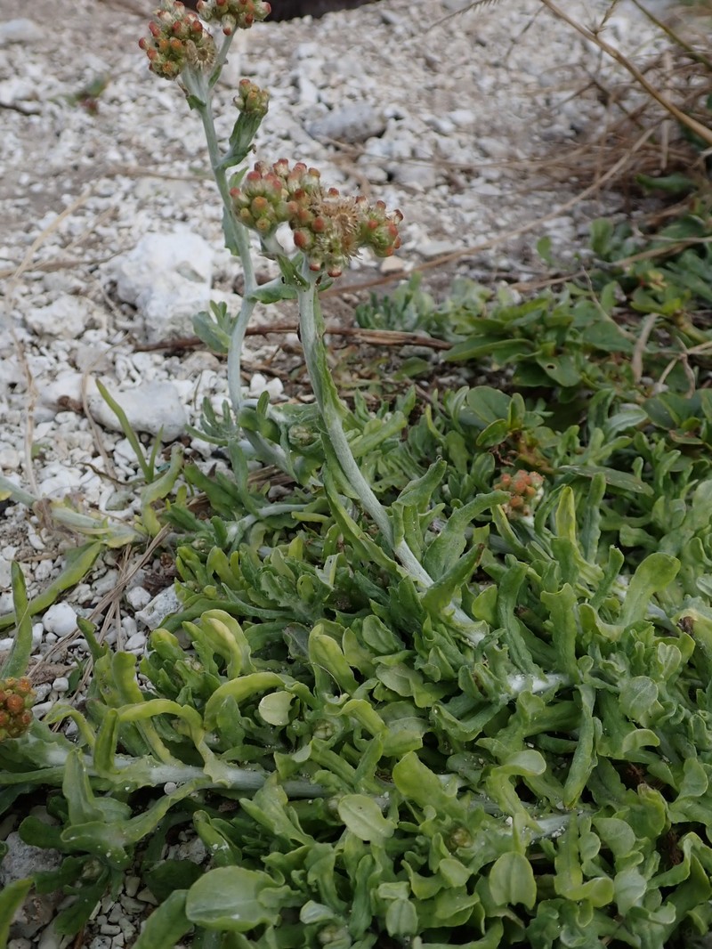 Pseudognaphalium sandwicensium var. sandwicensium photo 2