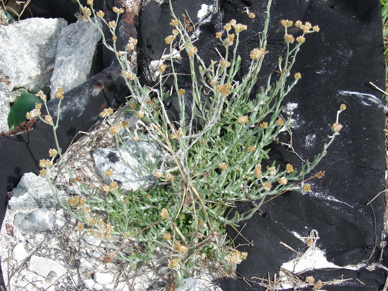 Pseudognaphalium sandwicensium var. sandwicensium