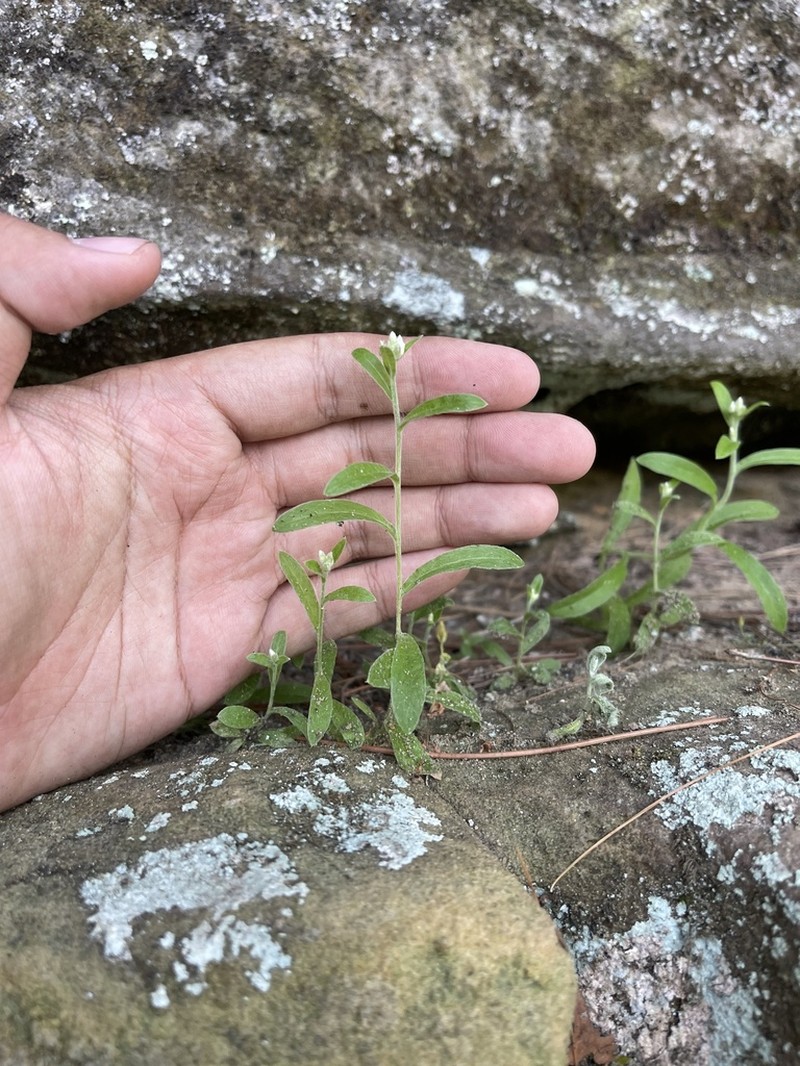 Pseudognaphalium saxicola