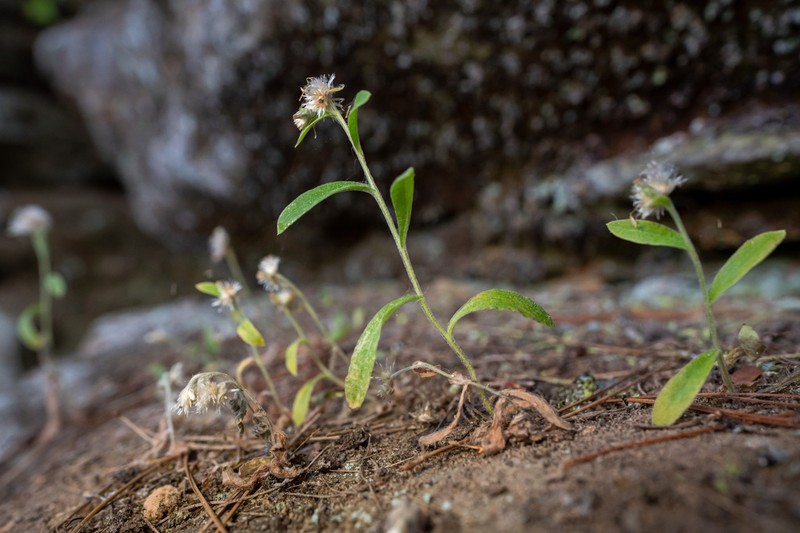 Pseudognaphalium saxicola photo 2