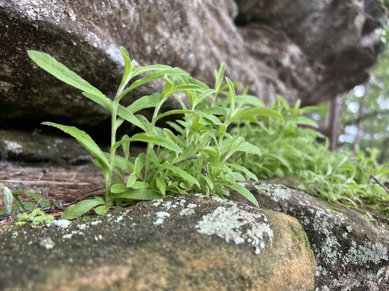 Pseudognaphalium saxicola photo 3