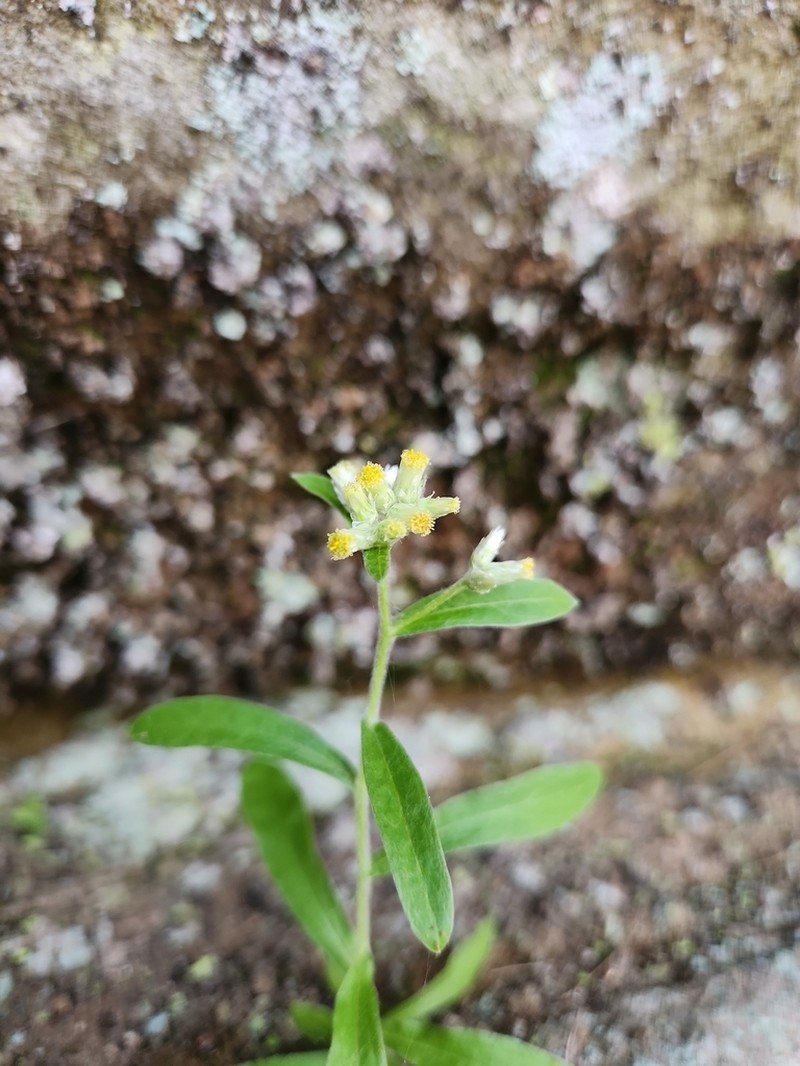 Pseudognaphalium saxicola photo 4