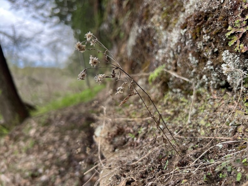 Pseudognaphalium saxicola photo 5