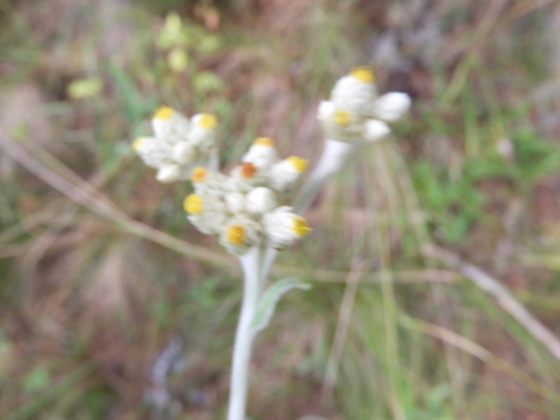 Pseudognaphalium semiamplexicaule photo 2