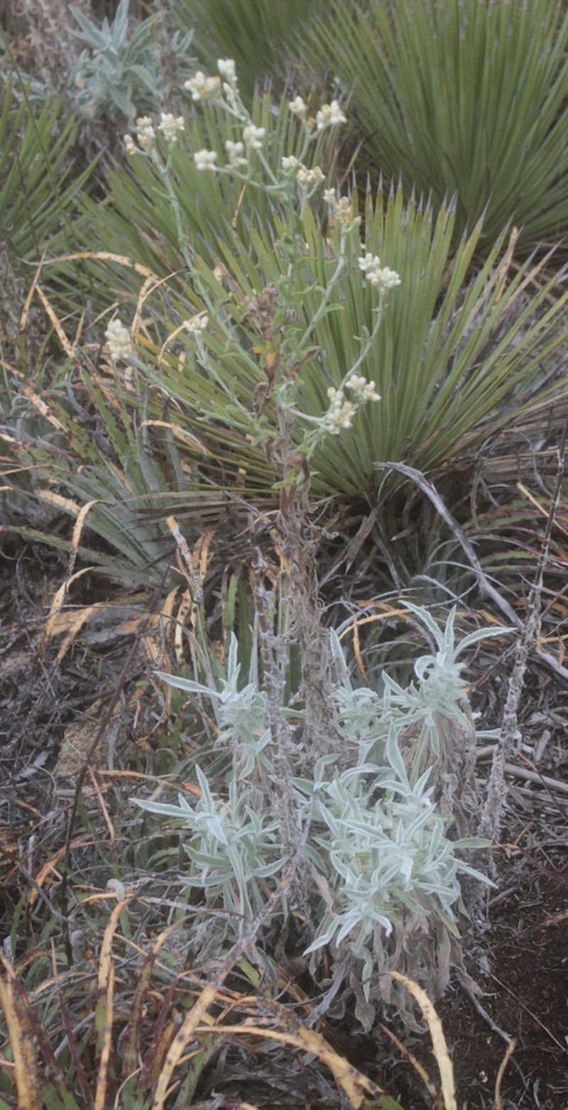 Pseudognaphalium semiamplexicaule photo 3