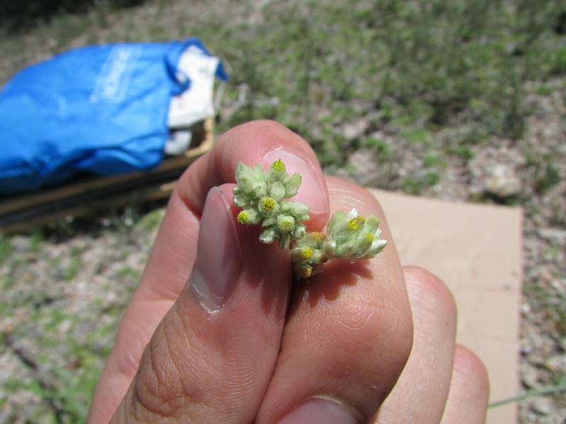 Pseudognaphalium semiamplexicaule photo 4