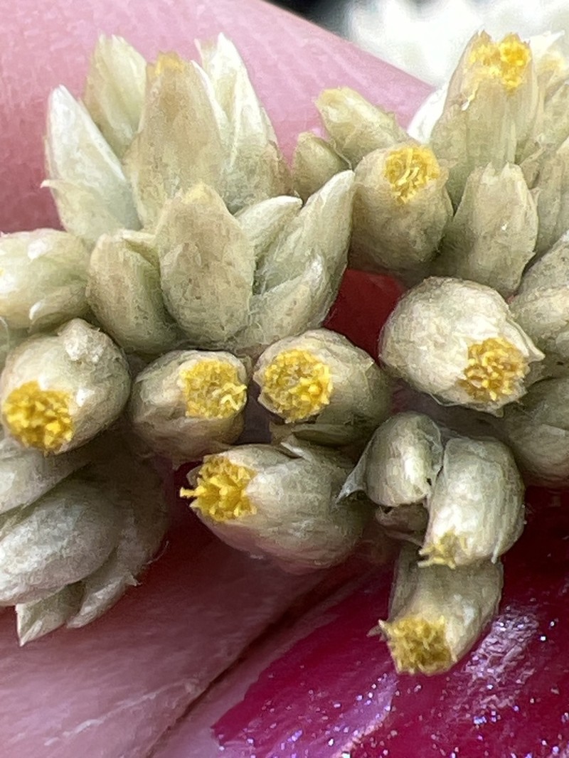 Pseudognaphalium semiamplexicaule photo 5