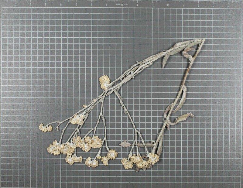 Pseudognaphalium semiamplexicaule photo 6