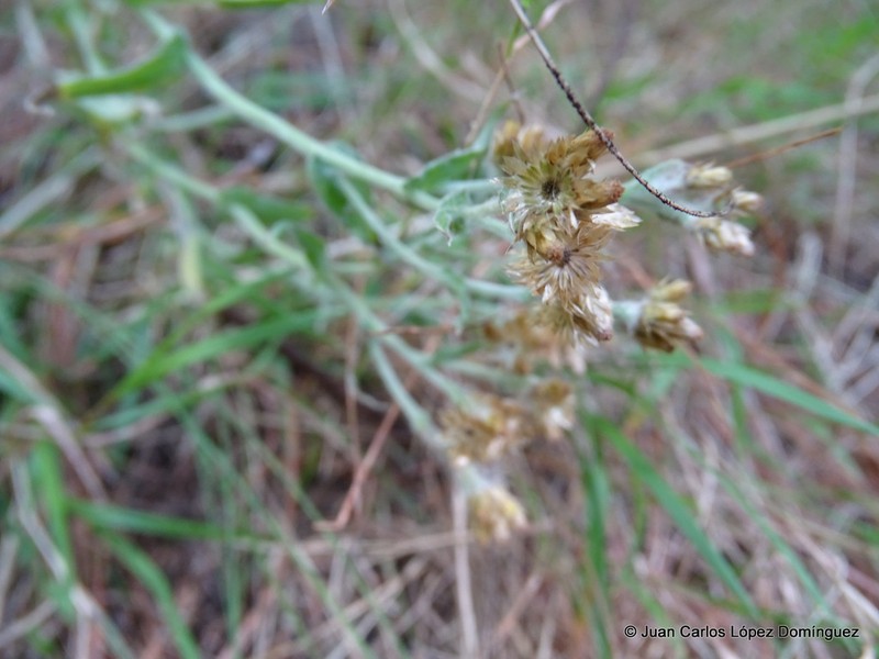 Pseudognaphalium semiamplexicaule photo 7