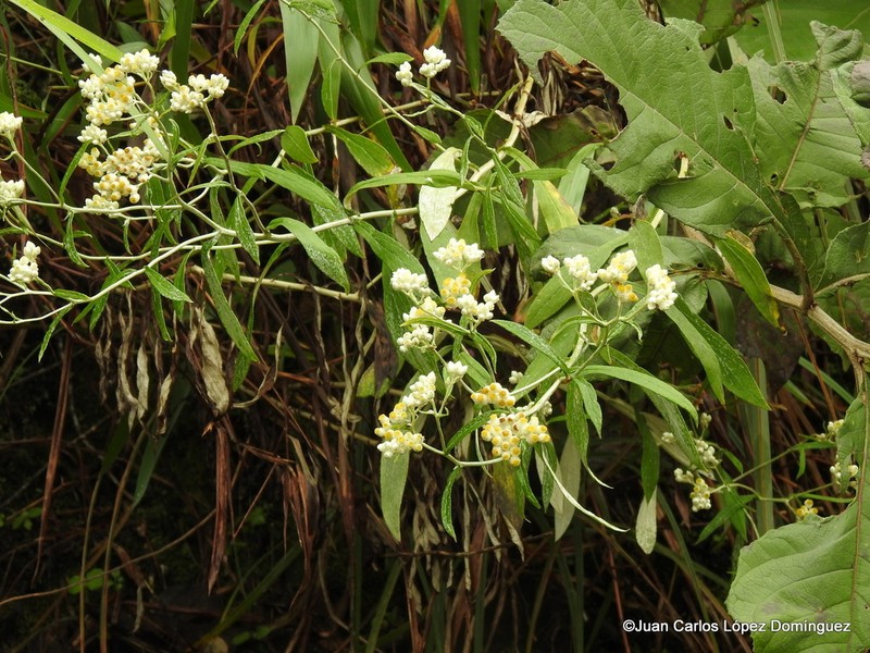 Pseudognaphalium semiamplexicaule photo 8