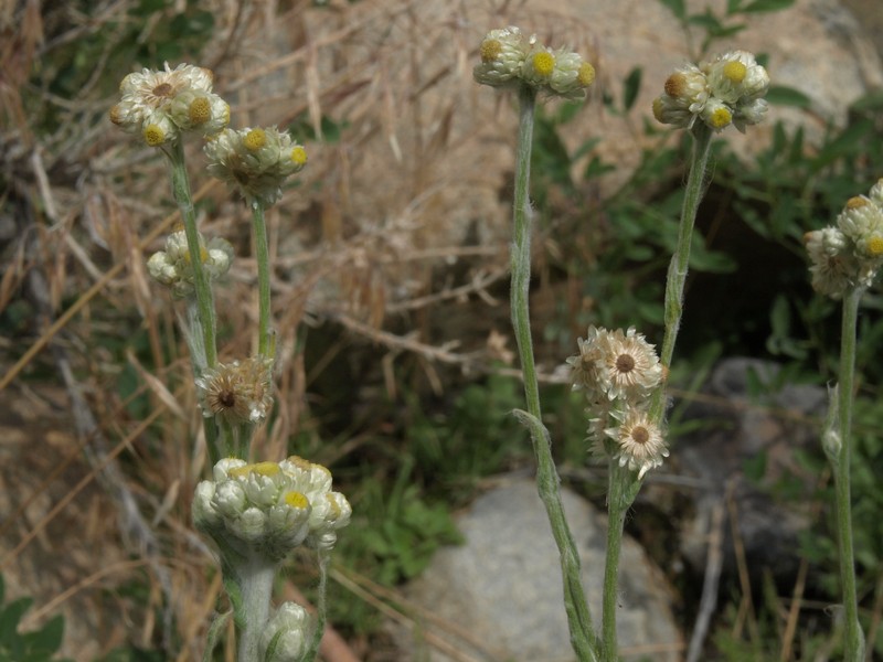 Cottonbatting Plant photo 4