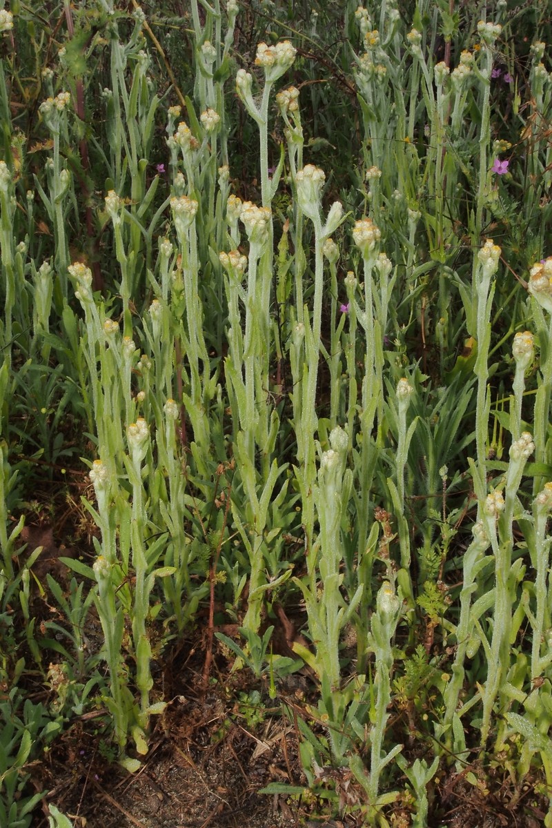 Cottonbatting Plant