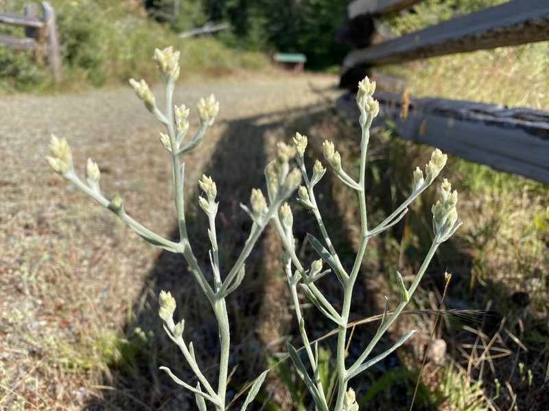 Pseudognaphalium thermale