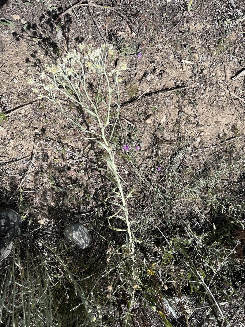 Pseudognaphalium thermale photo 2