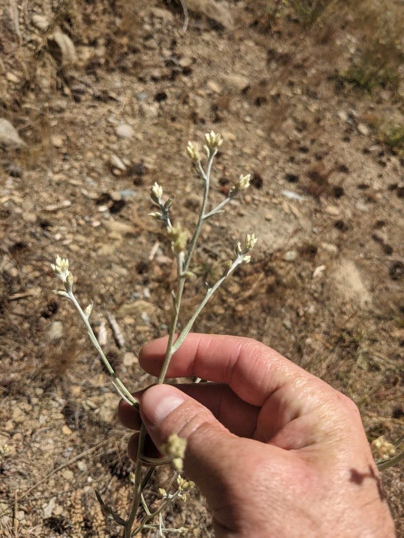 Pseudognaphalium thermale photo 3