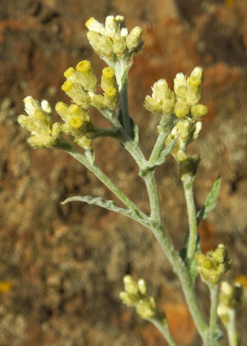 Pseudognaphalium thermale photo 4