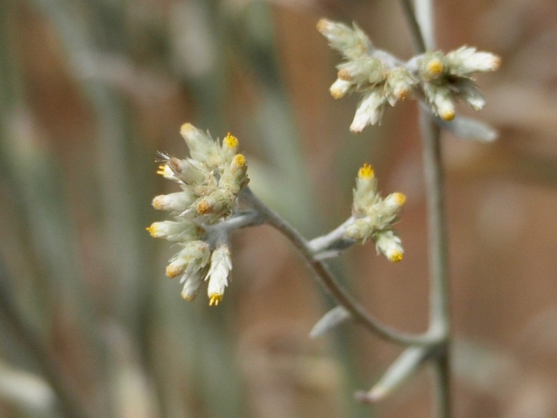 Pseudognaphalium thermale photo 5
