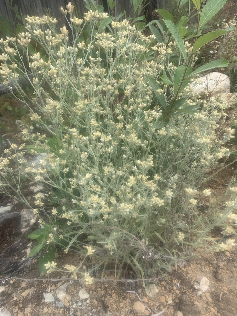 Pseudognaphalium thermale photo 6
