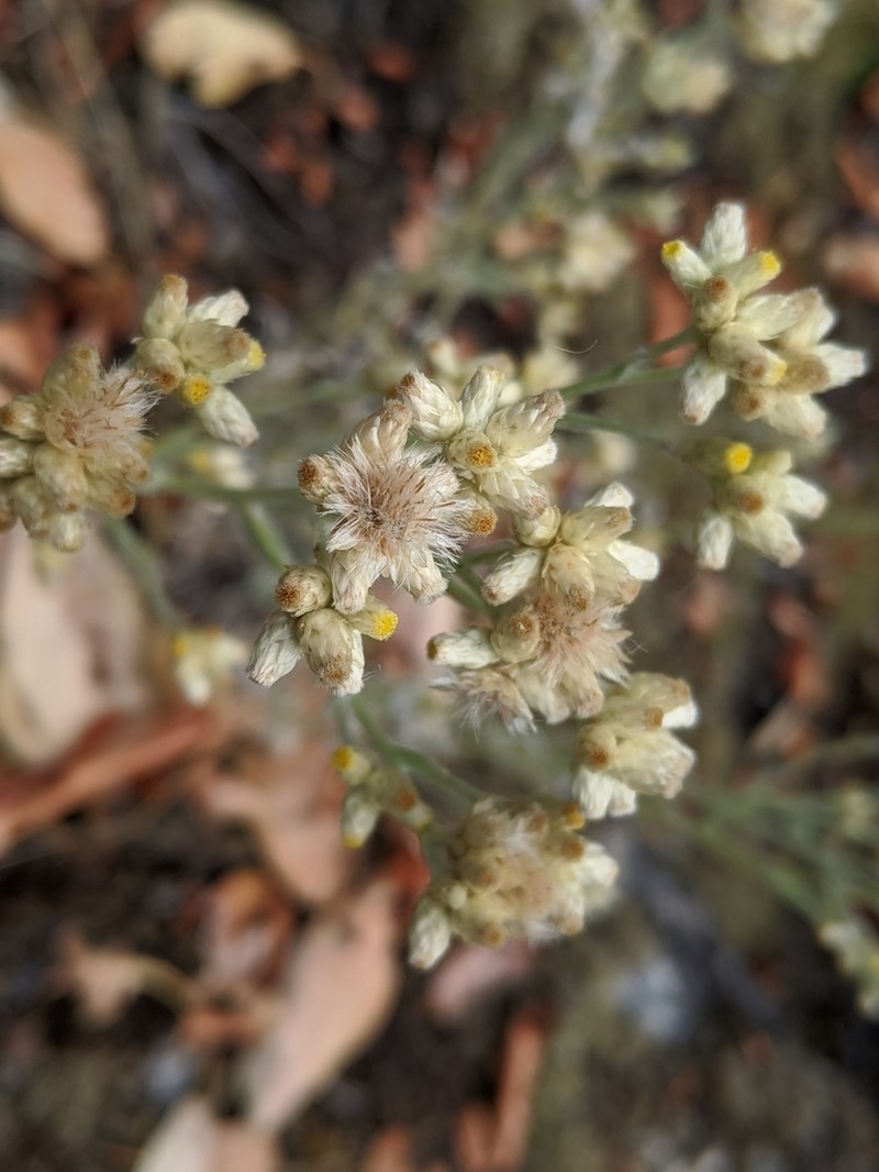 Pseudognaphalium thermale photo 7