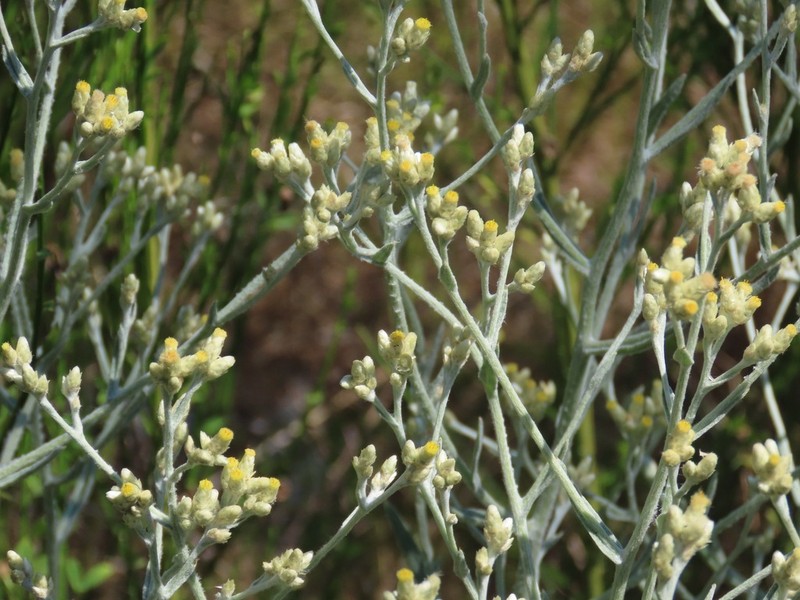 Pseudognaphalium thermale photo 8