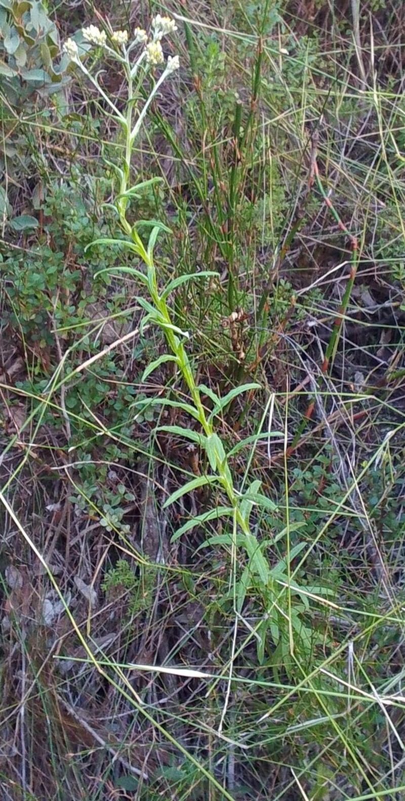 Pseudognaphalium undulatum