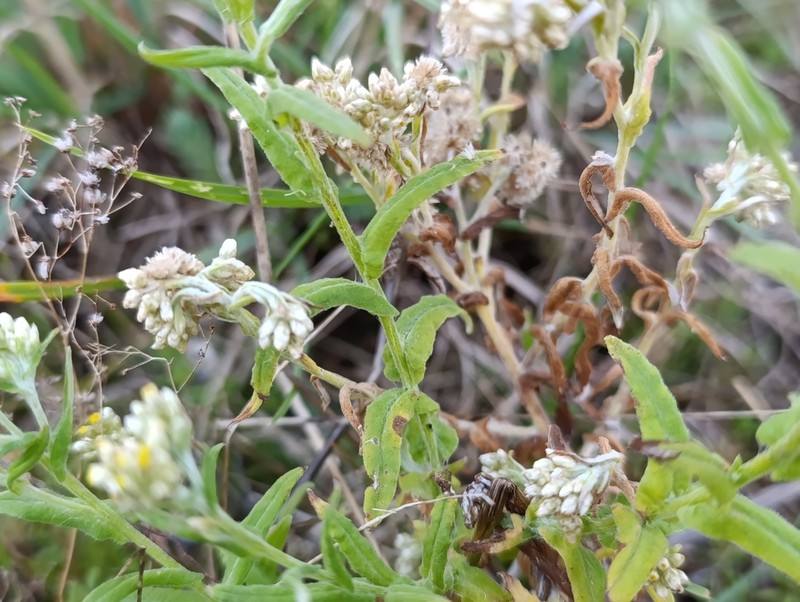 Pseudognaphalium undulatum photo 2
