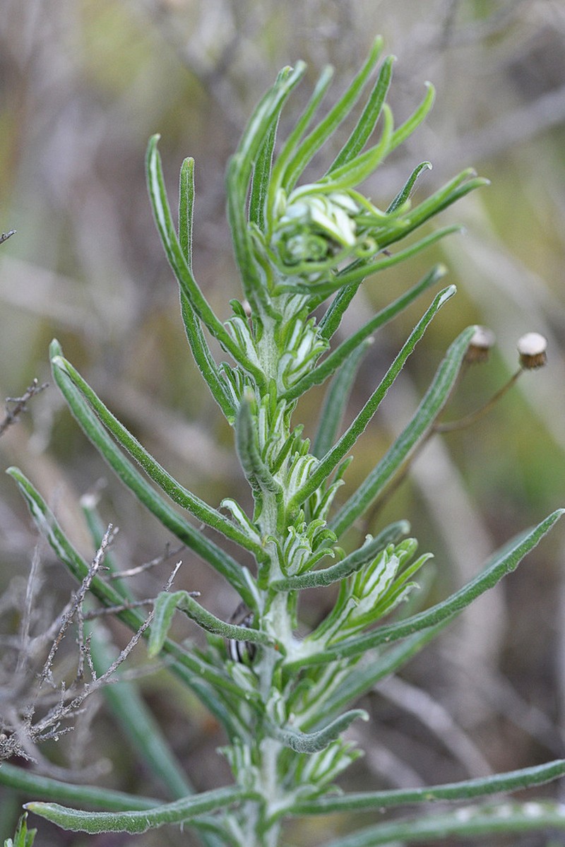 Pseudognaphalium undulatum photo 3