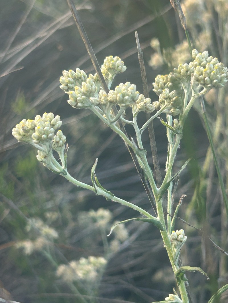 Pseudognaphalium undulatum photo 4