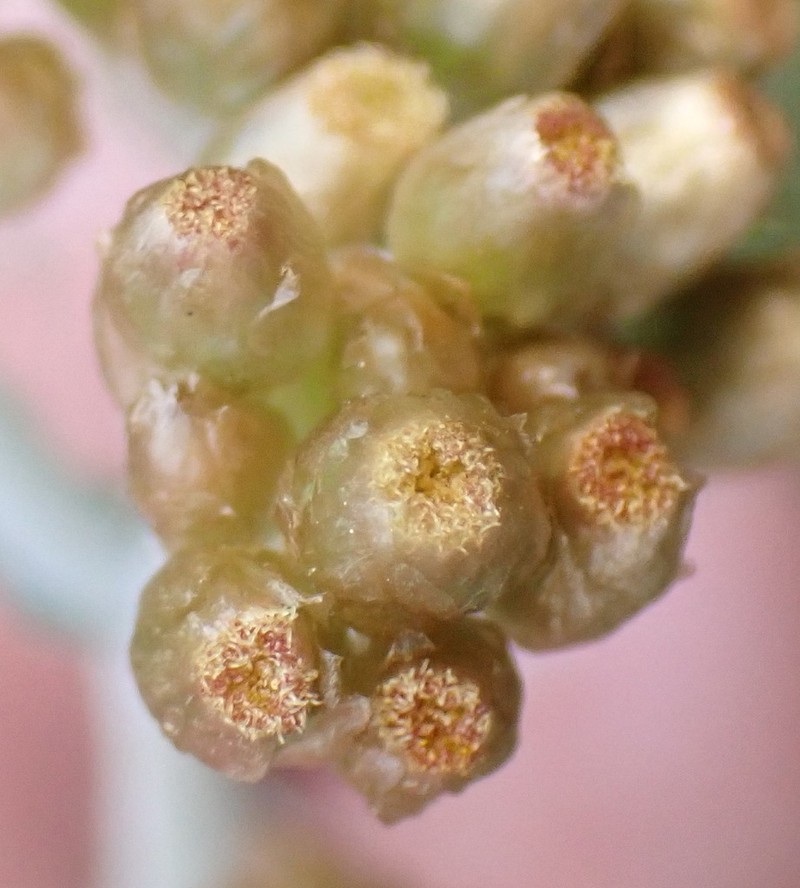 Pseudognaphalium undulatum photo 5