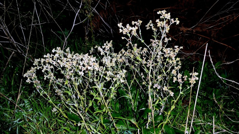 Pseudognaphalium undulatum photo 6
