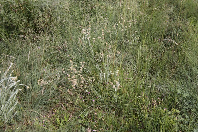 Pseudognaphalium undulatum photo 8