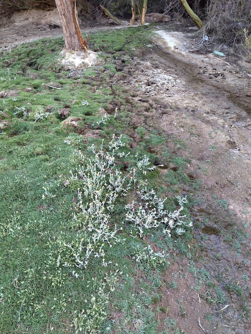 Pseudognaphalium viravira
