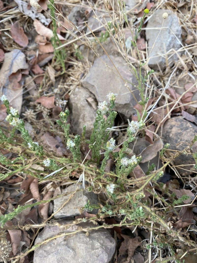 Pseudognaphalium viravira photo 2