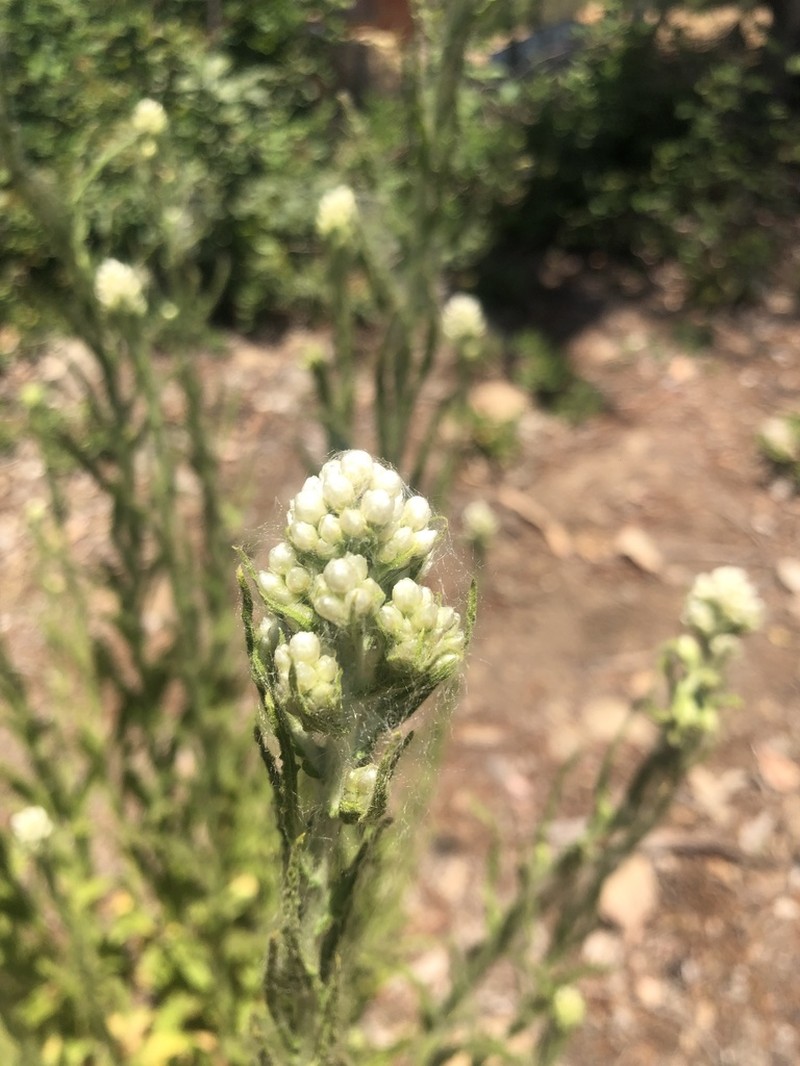 Pseudognaphalium viravira photo 3