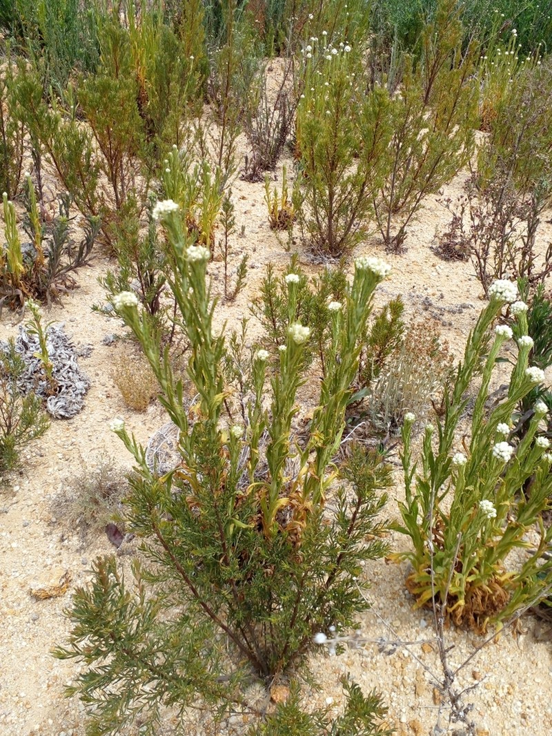 Pseudognaphalium viravira photo 4