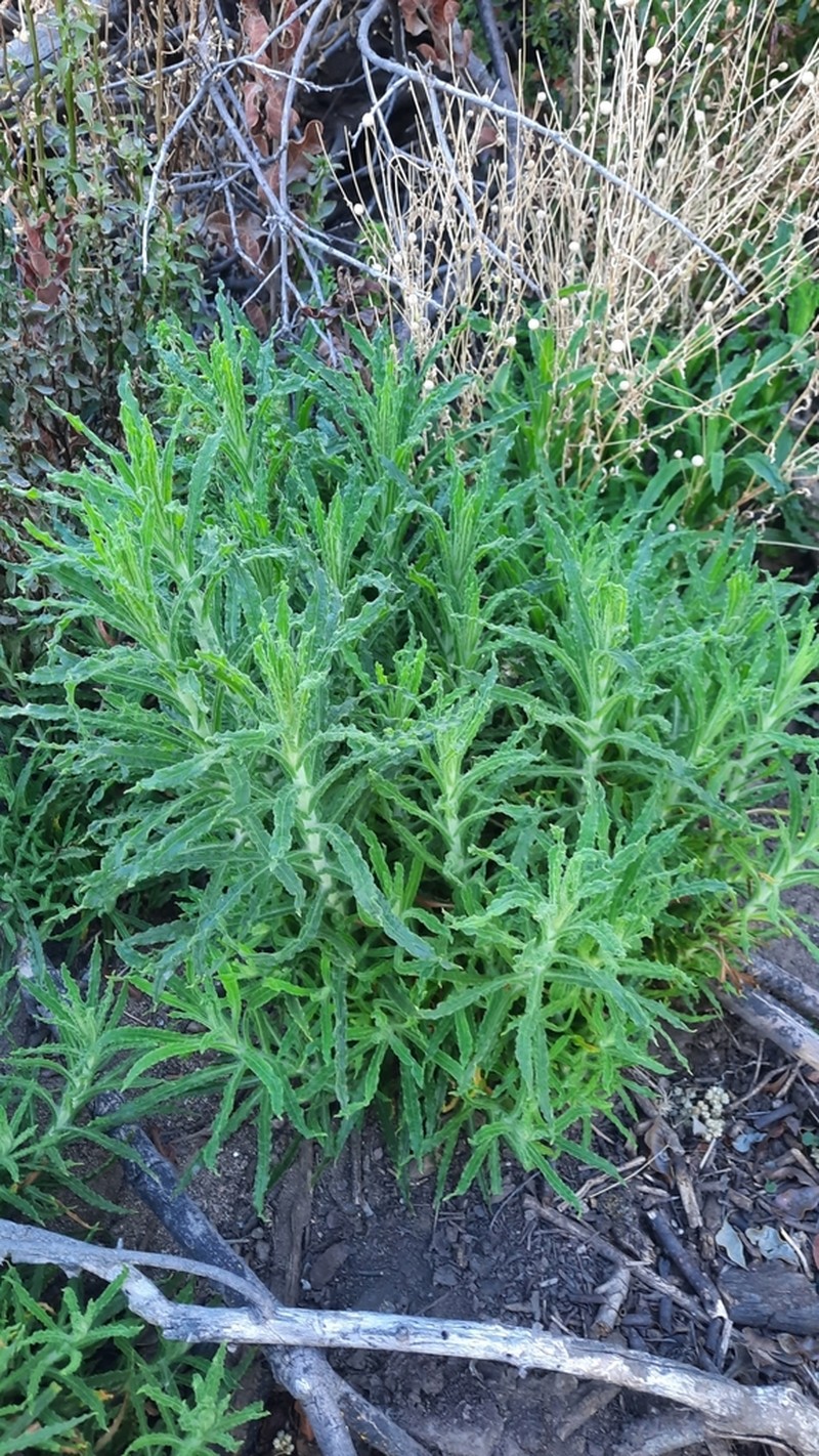 Pseudognaphalium viravira photo 6